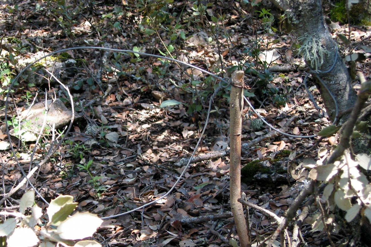 Los sistemas de trampeo para capturar carnívoros amenazan al lince ibérico