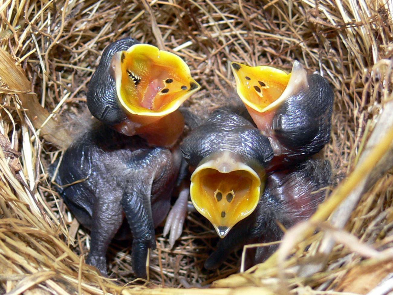 Crías de estornino negro pidiendo alimento