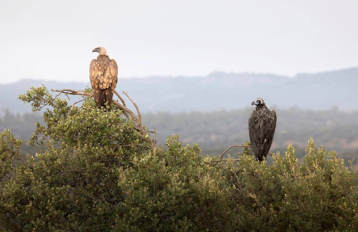 Los telómeros y la naturaleza, protagonistas de CNIO Arte 2023  