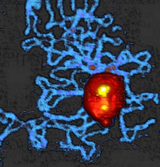 Los virus: laboratorios cerrados para observar el agua