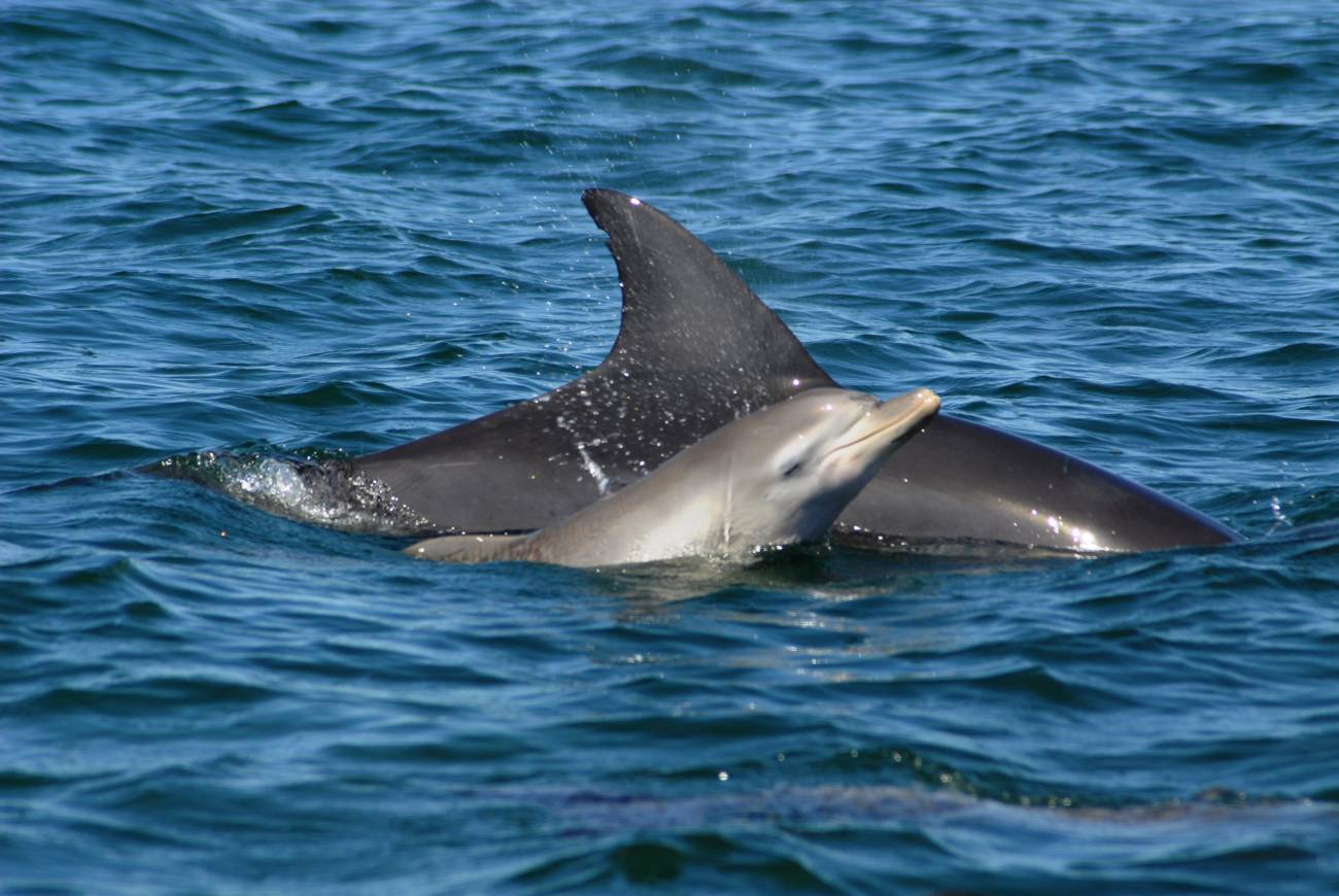 Madres delfines forman ‘guarderías’ para proteger a sus crías