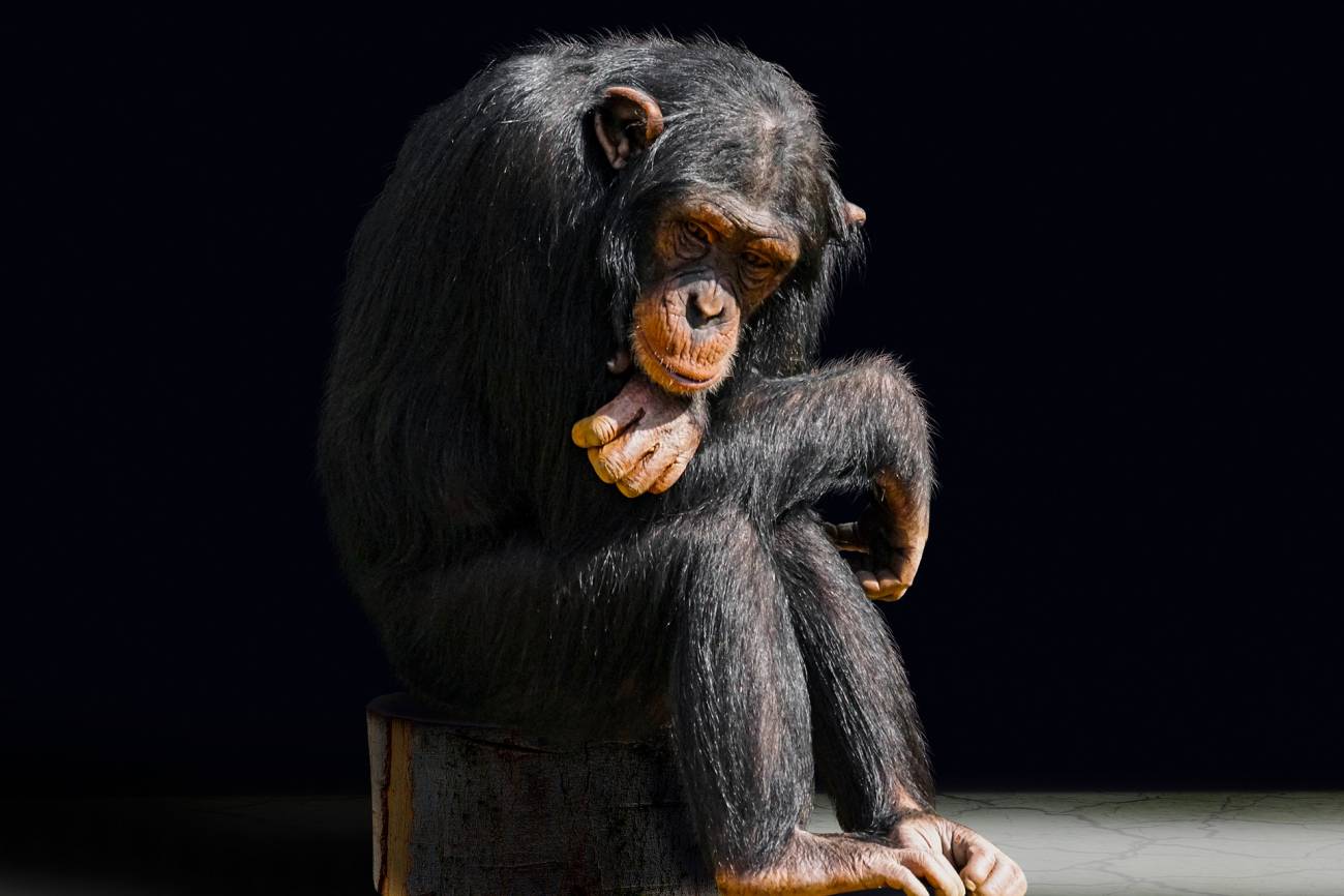 Marcados de por vida: la otra cara de los chimpancés actores y mascotas