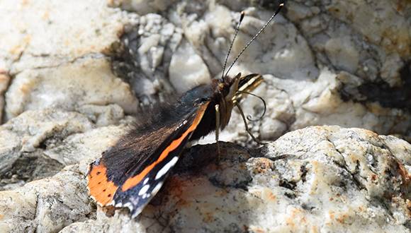 Mariposas y flores ya no salen al mismo tiempo por el cambio climático