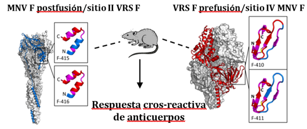 Más cerca de una vacuna frente a los virus respiratorios más graves en niños