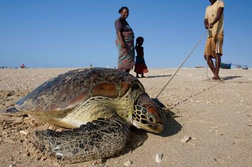 Más de 16.000 tortugas marinas son capturadas de forma ilegal en Madagascar 