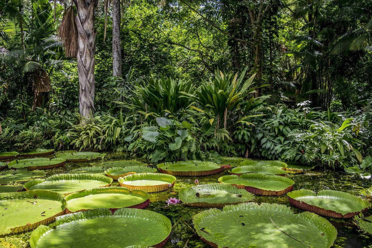Más de 9.000 especies de árboles quedan por descubrirse en la Tierra