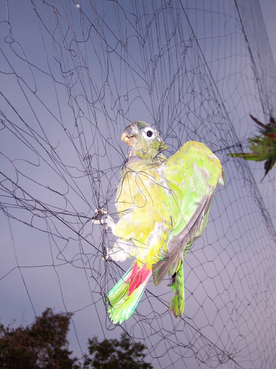Más del 38 % de las poblaciones de loros tropicales americanos están amenazadas