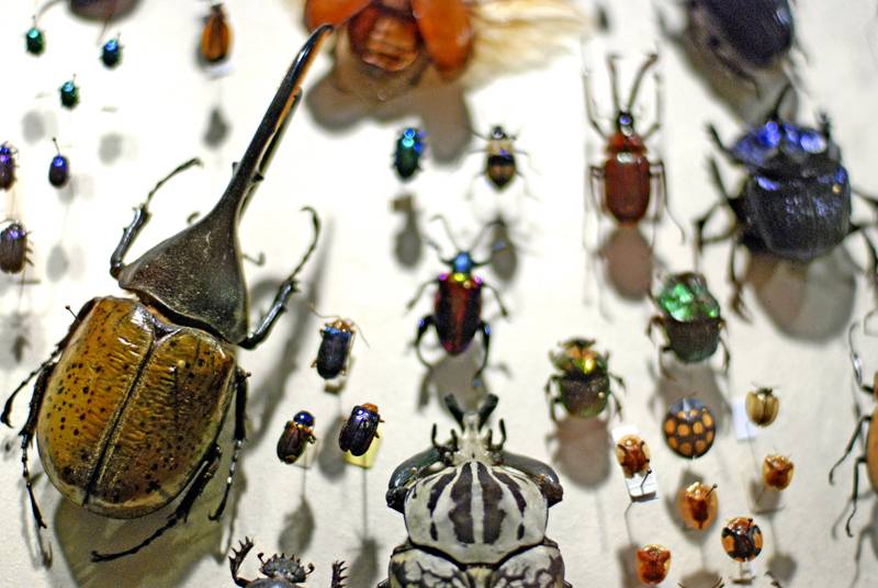 Más del 60% de las nuevas especies en Europa son descritas por taxónomos aficionados