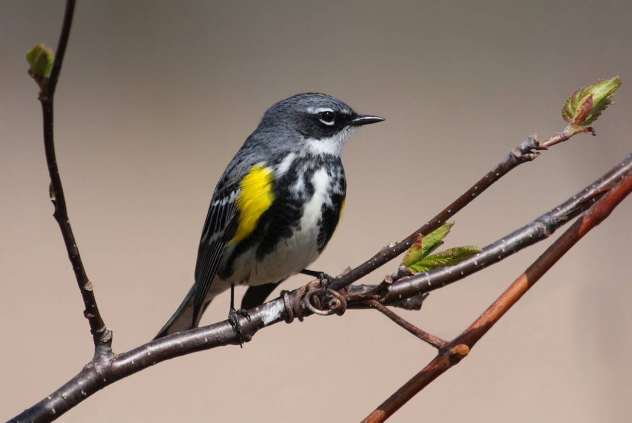 Reinita coronada Setophaga coronata