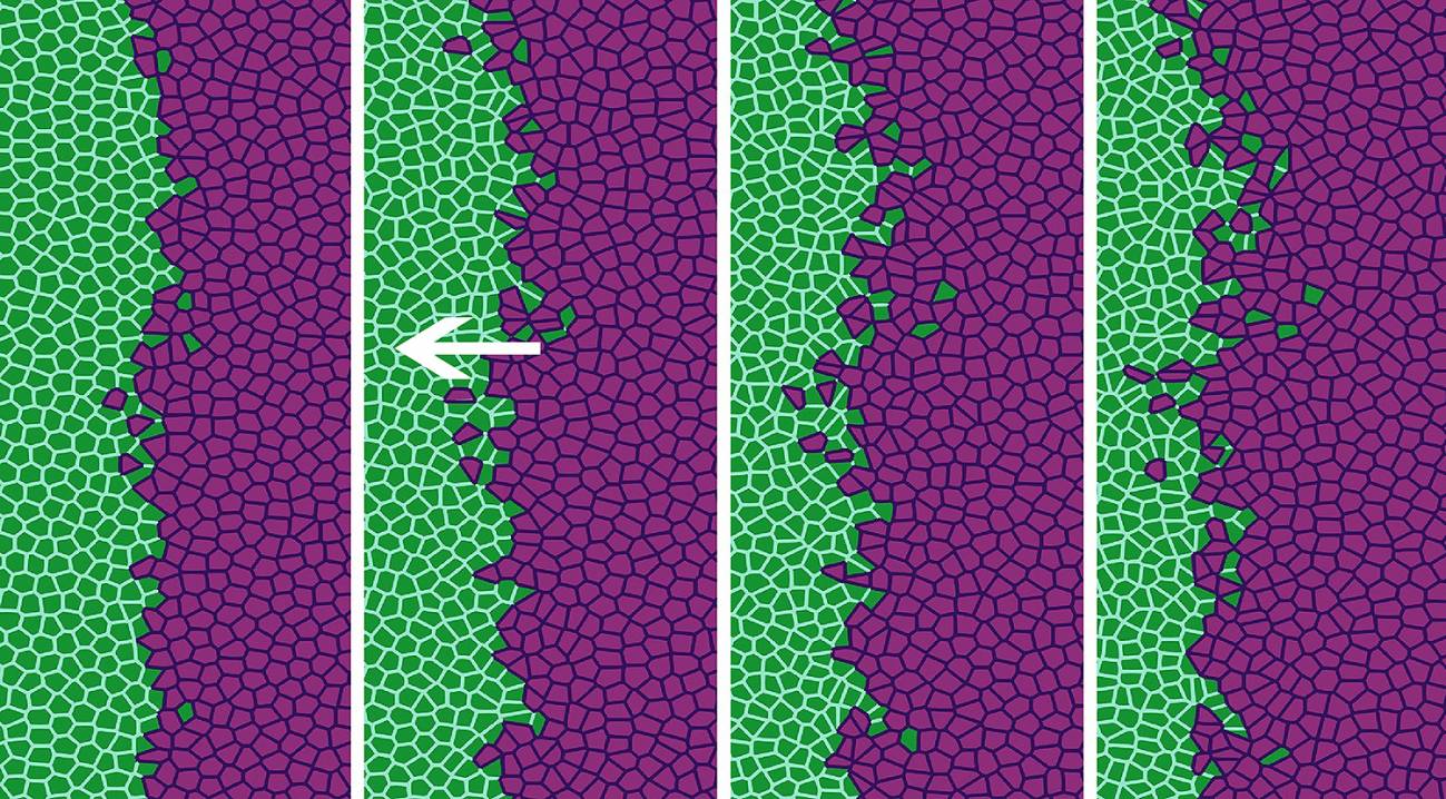Matemáticas para describir cómo avanza un tumor