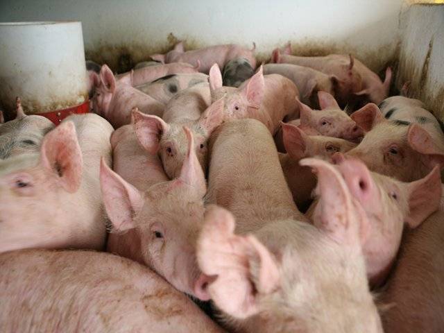 Mejoran una fórmula vacunal contra la enfermedad de Glässer