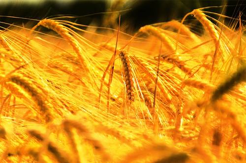 Mejorar la nutrición de zinc en cereales beneficia la salud 
