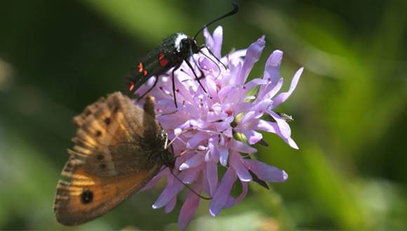 FLOR E INSECTOS