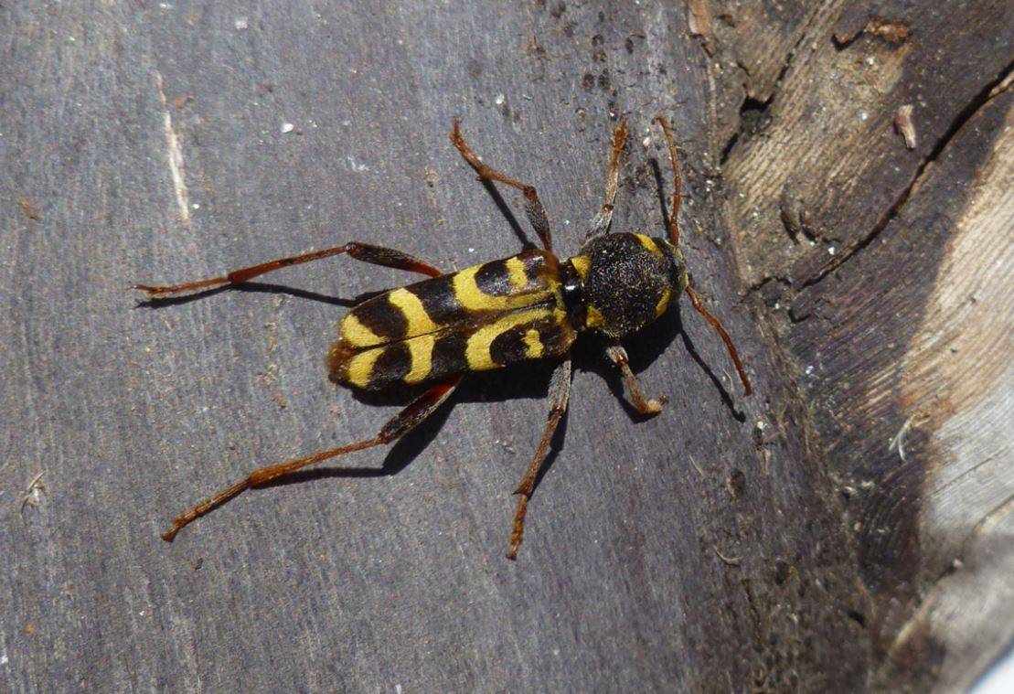 Adulto de X. arvicola