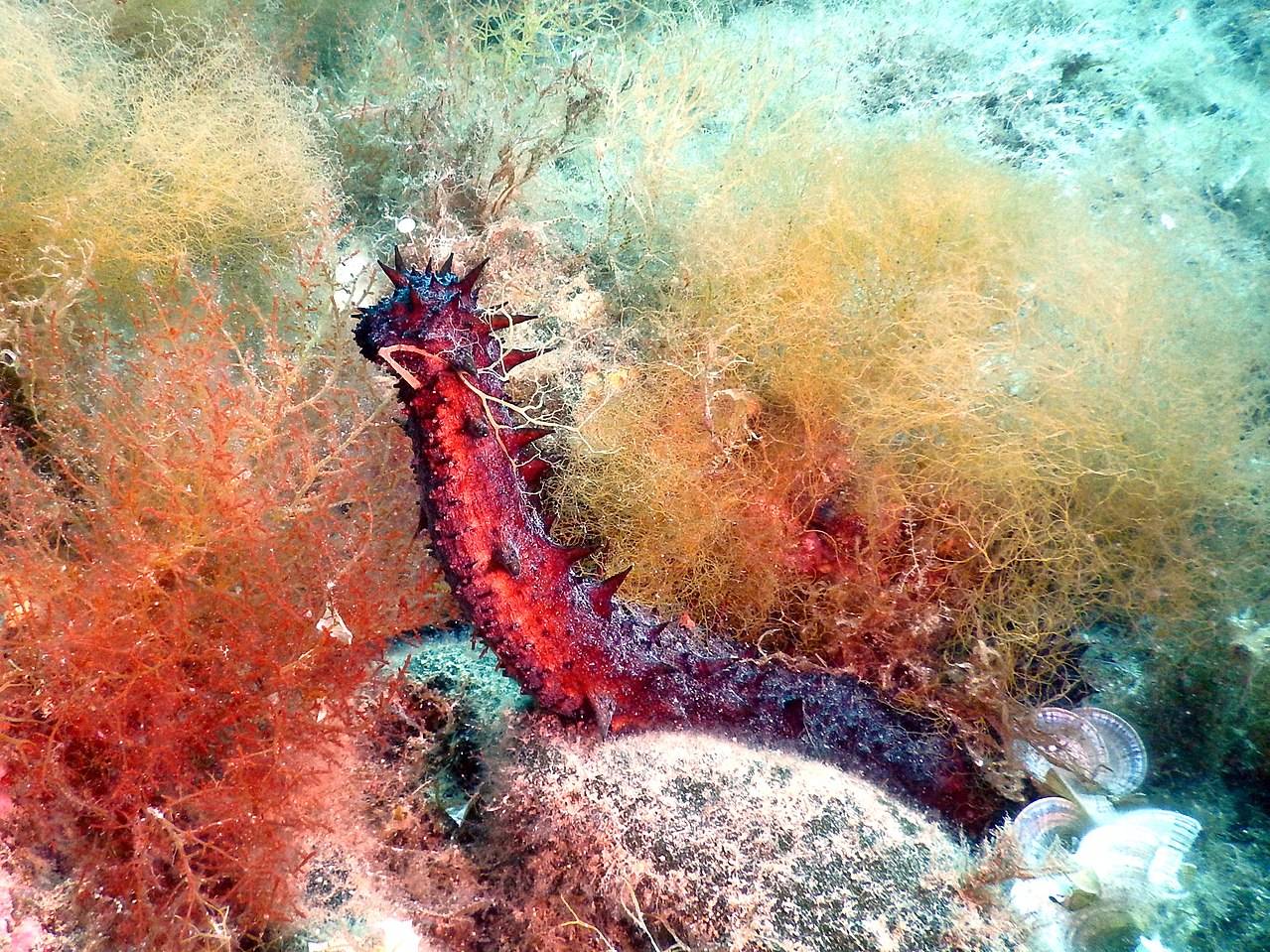 Microorganismos de pepinos de mar para combatir hongos patógenos 
