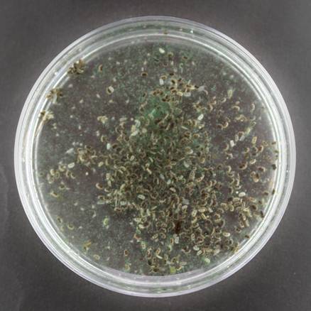 Microorganismos para evaluar la toxicidad del agua