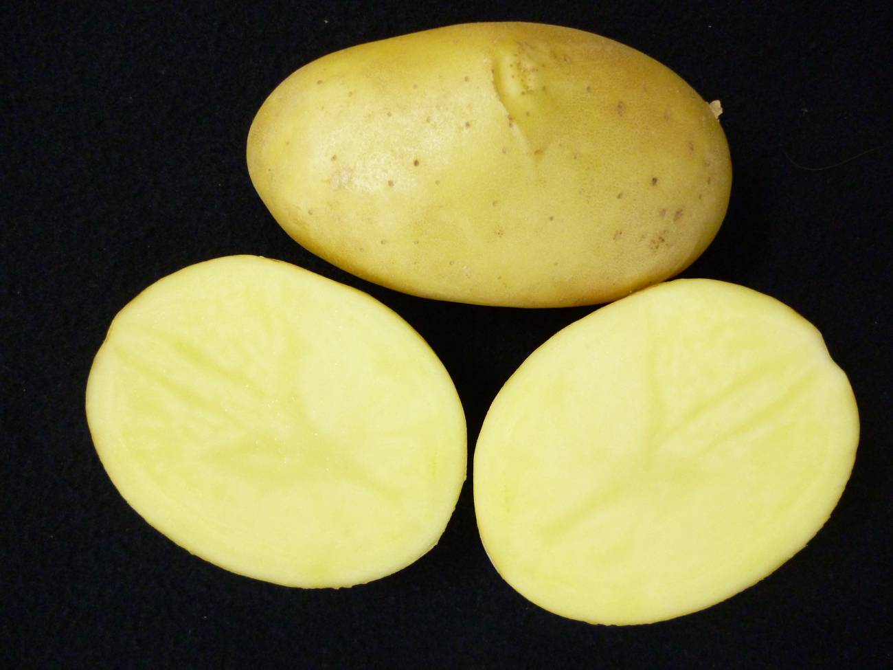 Miren y Entzia, dos nuevas variedades de patata de gran valor nutricional