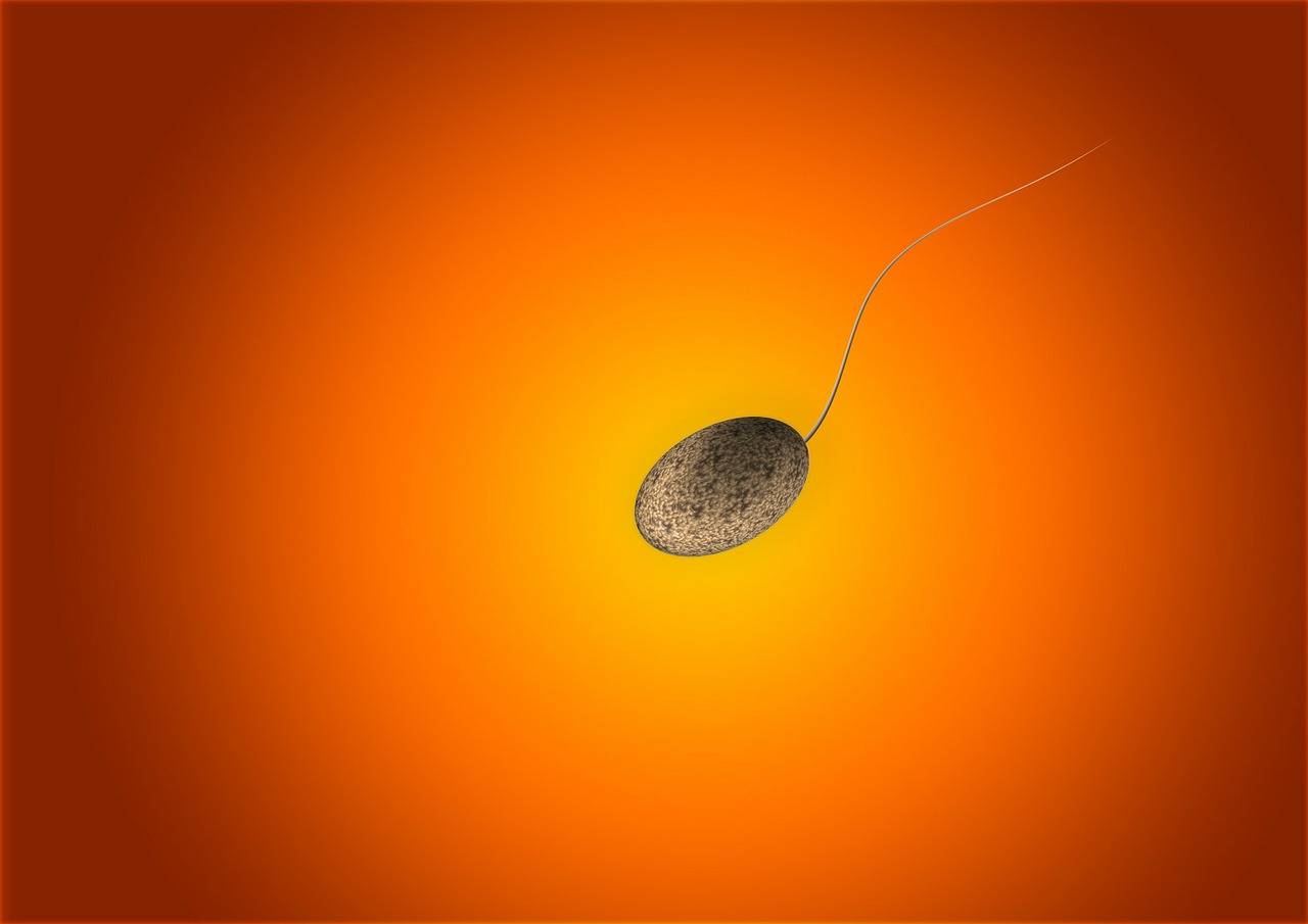 imagen que ilustra un espermatozoide