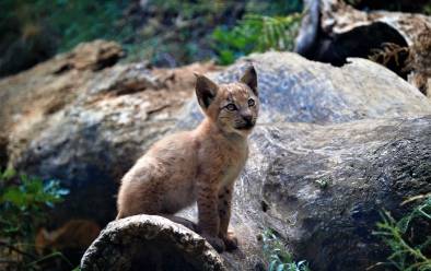 Nace el primer lince boreal en el Pirineo desde hace más de un siglo