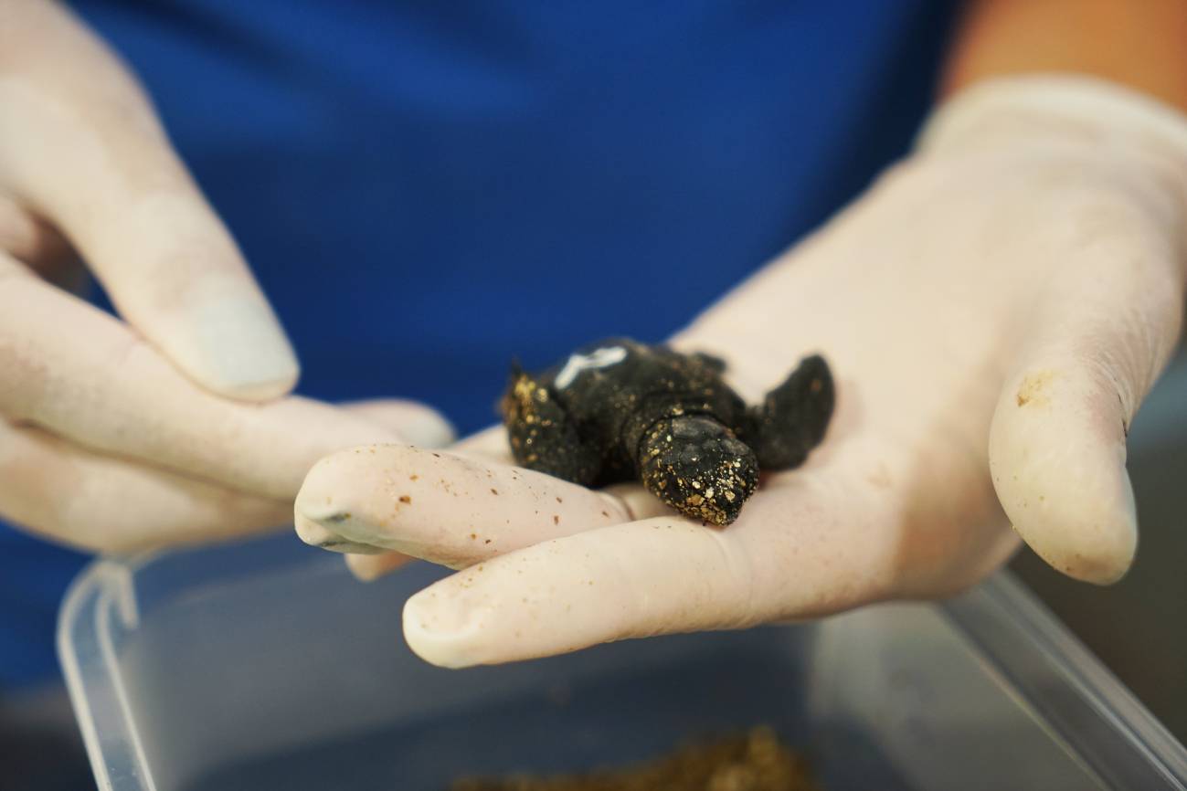 Nacen en el Oceanogràfic nueve tortugas de los huevos hallados en Castellón