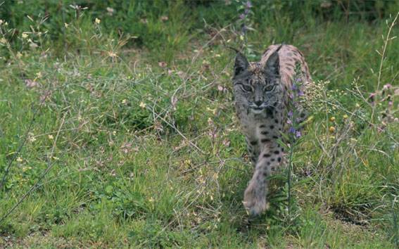 Nacen por primera vez cachorros de lince ibérico en cautividad fuera de Doñana