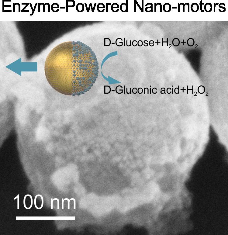 Nanomotores propulsados con azúcar para aplicaciones médicas