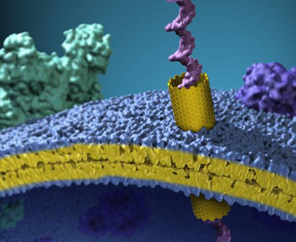 De izquierda a derecha, Alex Noy, de Lawrence Livermore National Laboratories (EE. UU.), el profesor investigador Ikerbasque Vadim Frolov y Arturo Escalada, de la Unidad de Biofísica de la UPV/EHU.