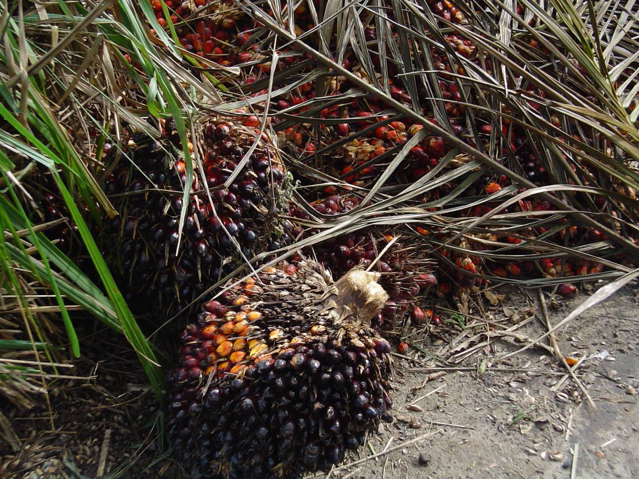 Neiker-Tecnalia investiga para obtener palmeras de aceite más productivas, resistentes y sostenibles