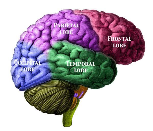 Neurocientíficos alcanzan un consenso sobre la forma en la que el cerebro procesa el habla