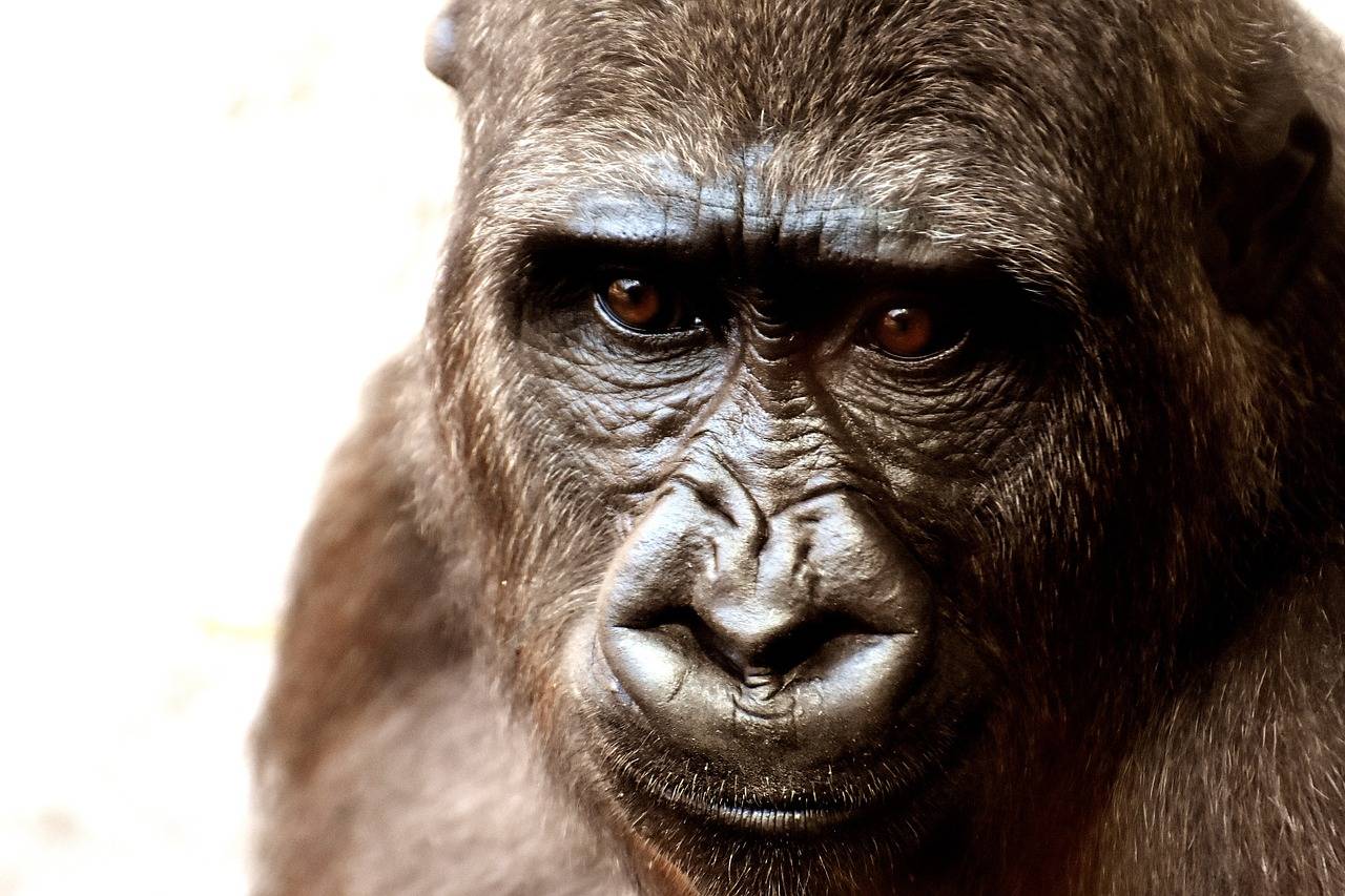 primate