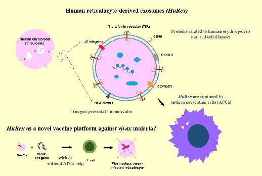 Nueva estrategia para el desarrollo de una vacuna contra la malaria vivax