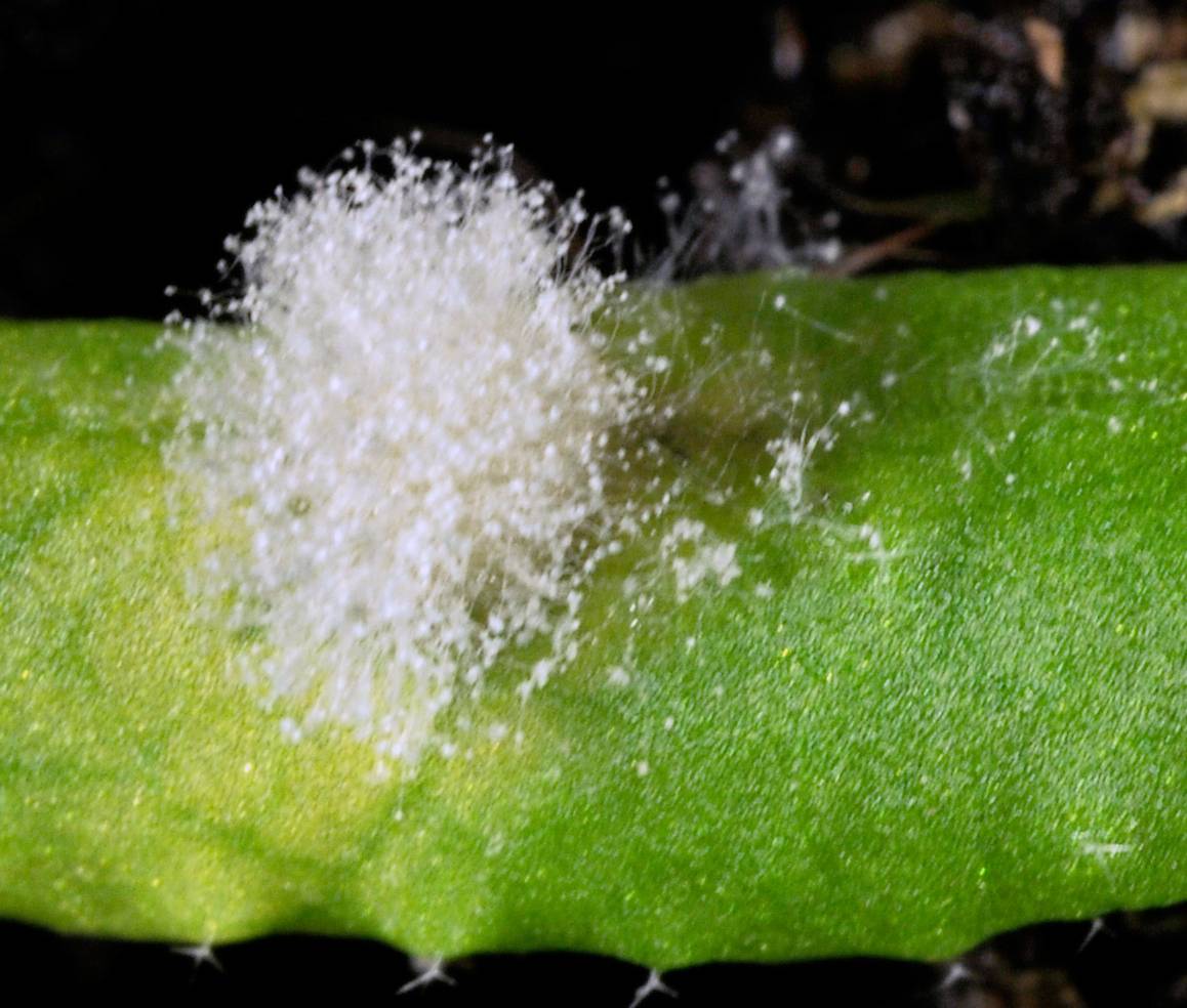 Nueva pieza en el complejo puzzle metabólico de una hormona vegetal