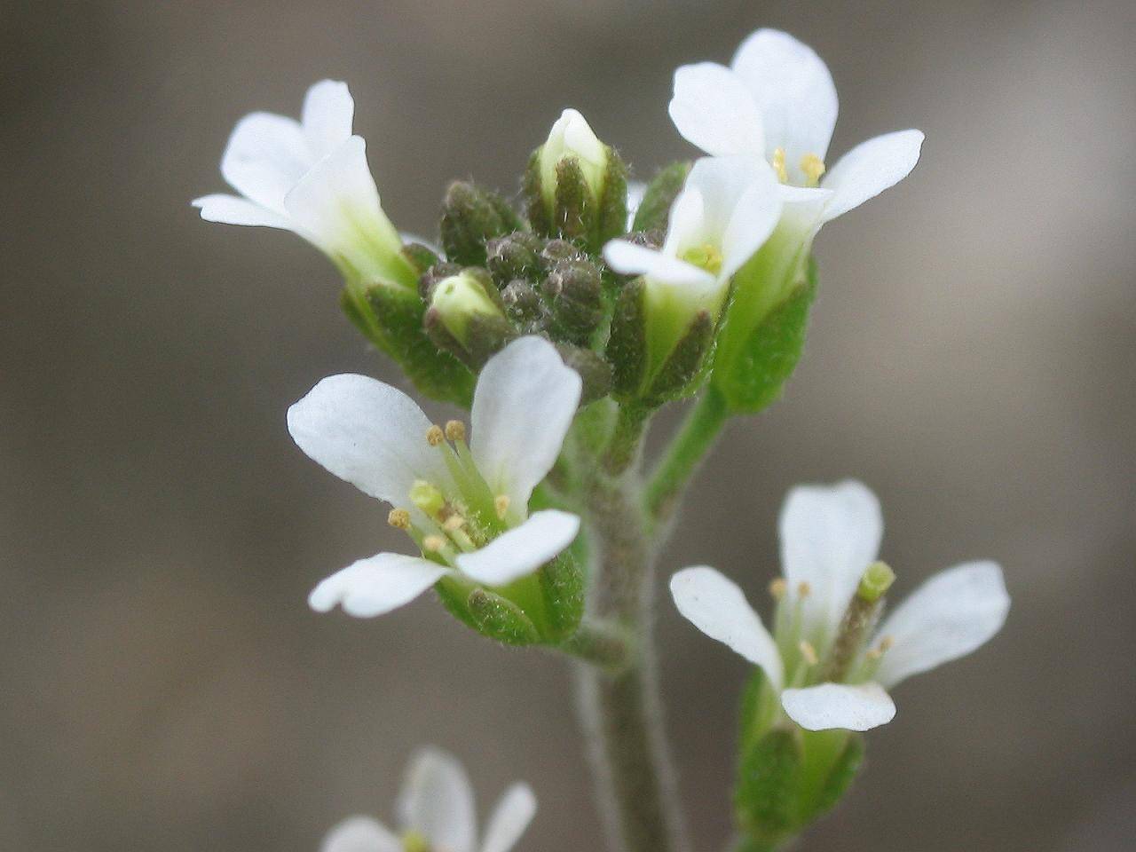 El azufre es un nutriente fundamental para las plantas