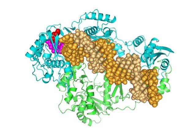 Estructura de la retrotranscriptasa del VIH-2 unida a DNA. /UAM