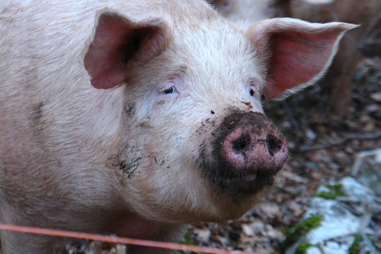 Nuevas estrategias para luchar contra la peste porcina africana