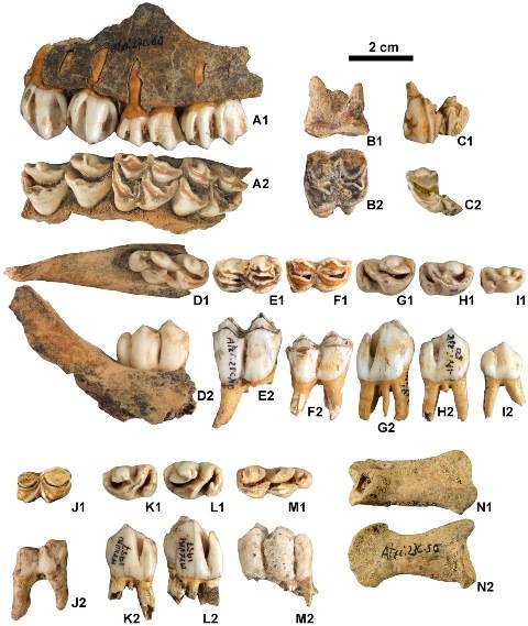 Nuevas evidencias de la presencia de renos en la península ibérica durante el Pleistoceno