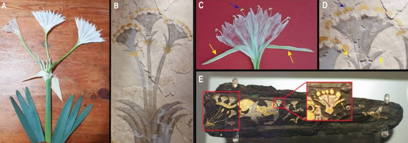 Nuevas hipótesis sobre la planta 'moly' de la Odisea, un enigma botánico milenario 