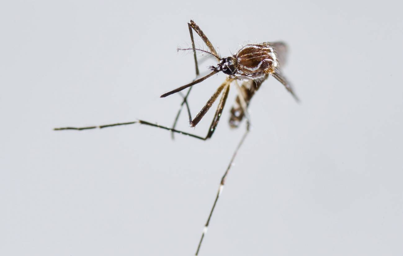 Nuevo brote de fiebre chikunguña en el sureste chino con 500 casos confirmados
