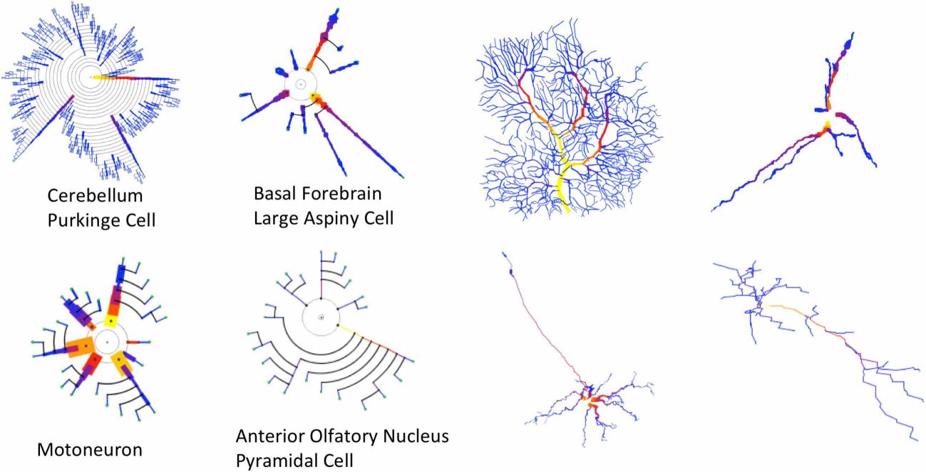 Los investigadores han diseñado una herramienta gráfica para comprender y detectar mejor las características morfológicas de las células neuronales.