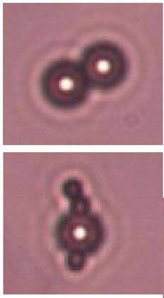 Nuevo prototipo de micronadadores artificiales con aplicaciones en biotecnología