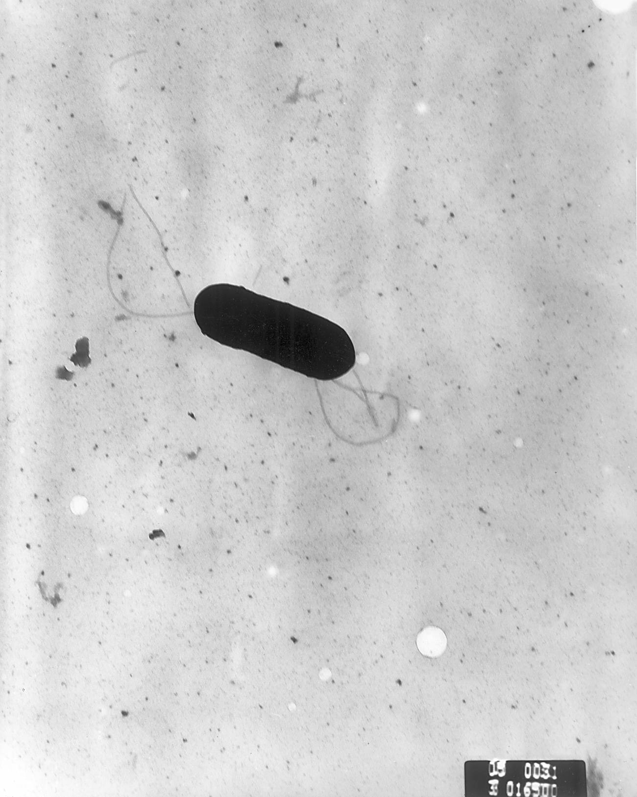 Nuevo sistema para detectar la 'Listeria' en superficies industriales