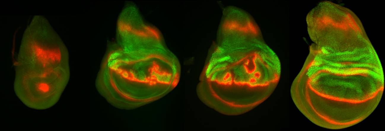 Nuevos aportes de la mosca de la fruta a la biología del desarrollo