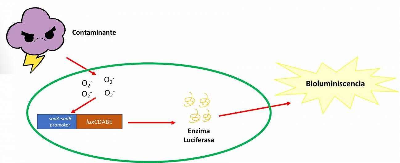 Esquema 