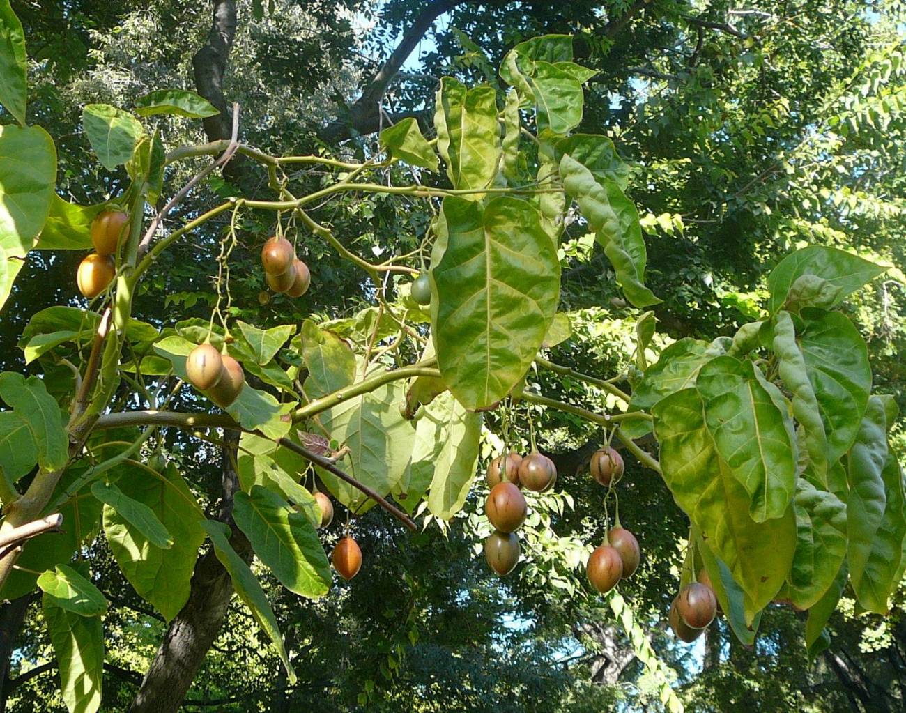 Tomates de árbol en la planta, en el Real Jardín Botánico de Madrid. Autor: Juan Martínez Laborde.