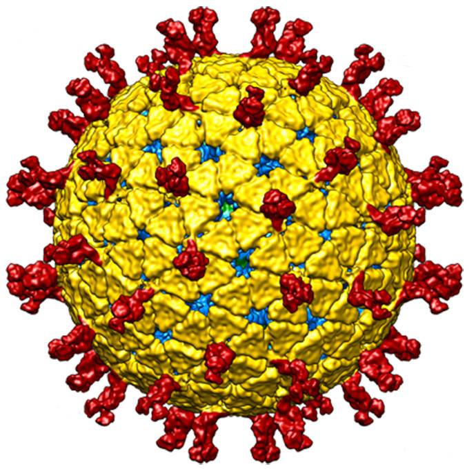 rotavirus