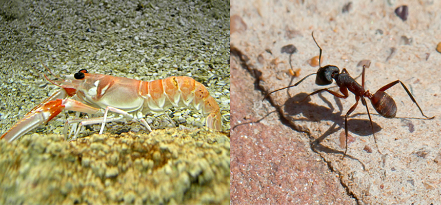 A partir del exoesqueleto de crustáceos e insectos es posible obtener biofertilizantes.