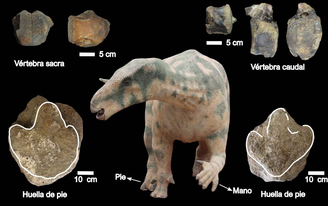 Nuevos fósiles en Teruel evidencian la locomoción cuadrúpeda de grandes dinosaurios ornitópodos 
