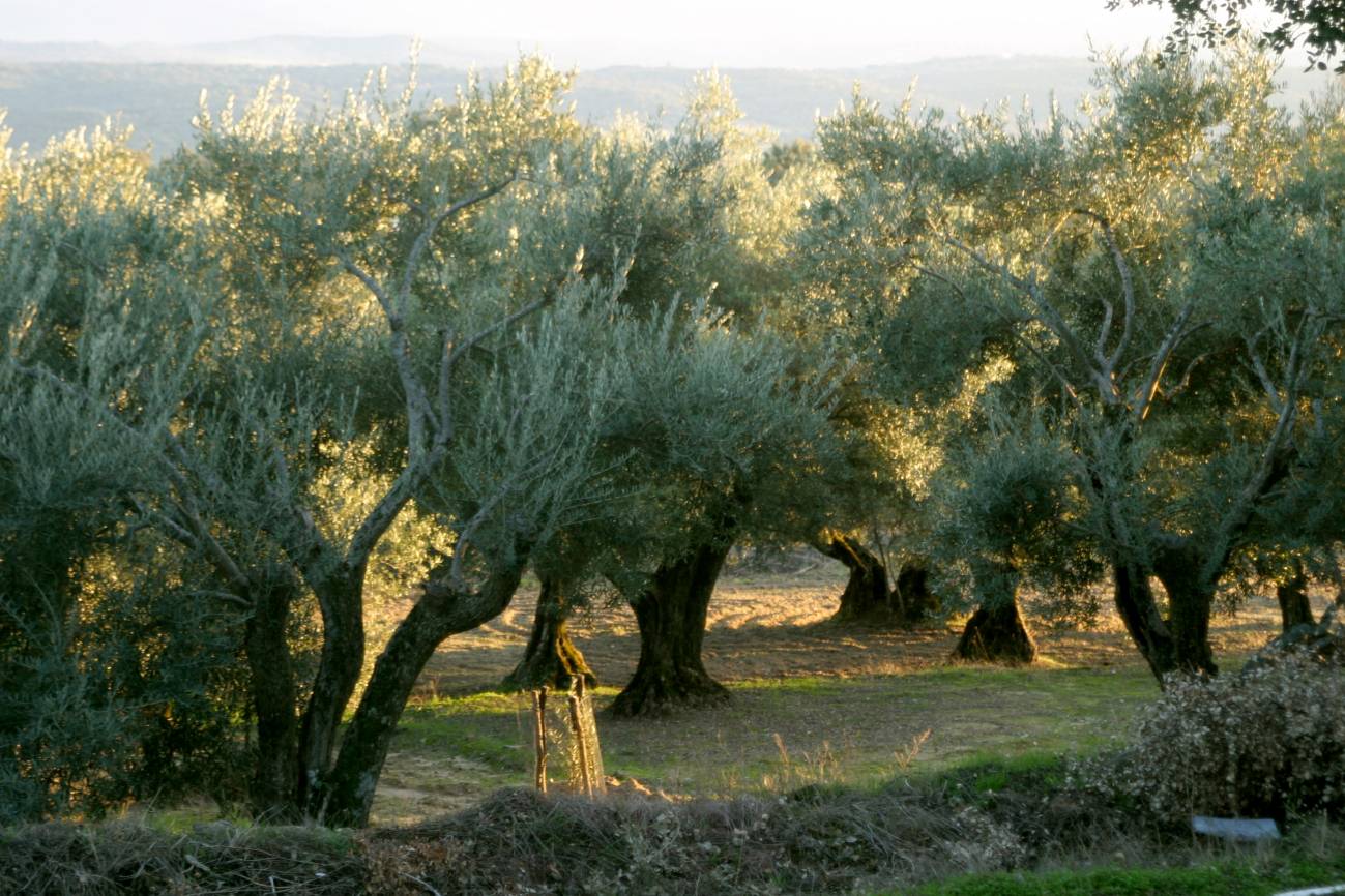 Nuevos marcadores de adulteraciones en aceites de oliva 