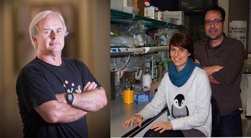 Observan por primera vez una de las ocho proteínas HAT humanas