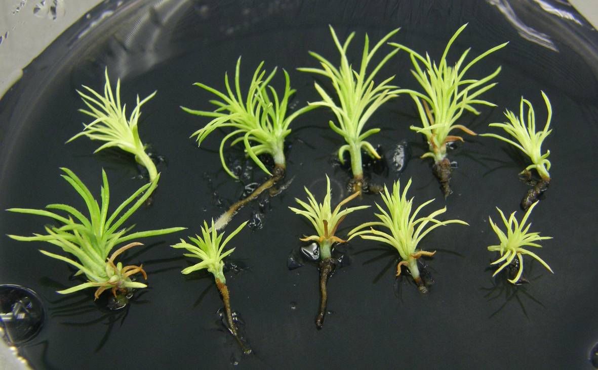Obtienen la mayor optimización de producción de planta clonal del género 'Pinus' descrita hasta la fecha